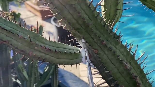 Euphorbia Enopla Also Known As Pincushion Euphorbia - Episode 38