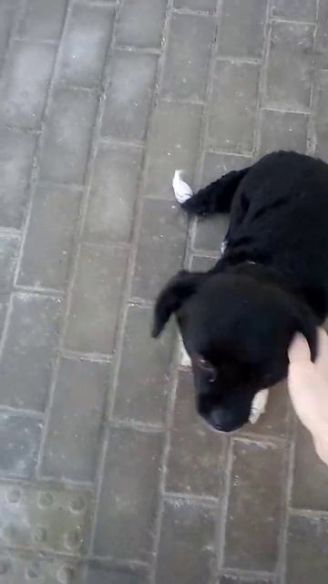 Самая милая собачка в мире 🐕🐕🐕 смотреть онлайн