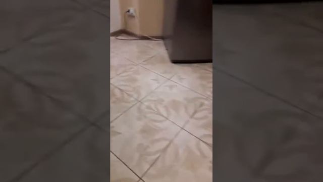 Собака и робот-пылесос смотреть онлайн