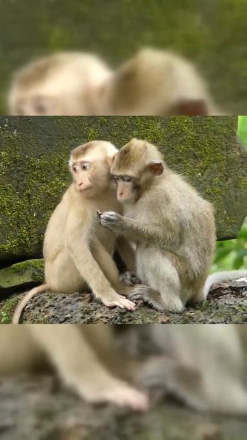 #Shorts Hearbreaking ! litle baby monkey Amanda like this episode #1 смотреть онлайн
