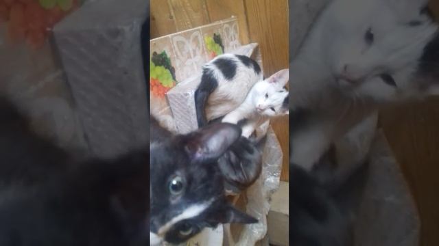 13 Кошек Дома! 13 cats at home Котодом - е. ч2 .Массаж. Кот модель. Смешное видео про котов, котят. смотреть онлайн