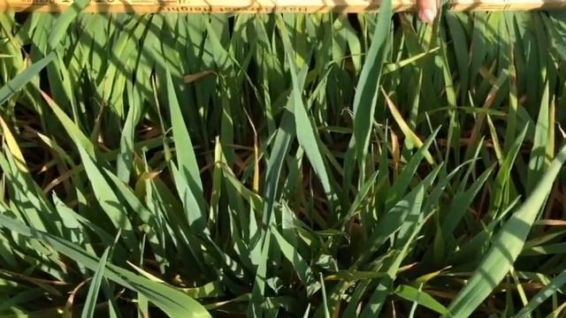 Dr Blount's 2018 Cool Season Forage Plot Tour смотреть онлайн