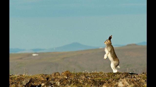 Фауна. смотреть онлайн