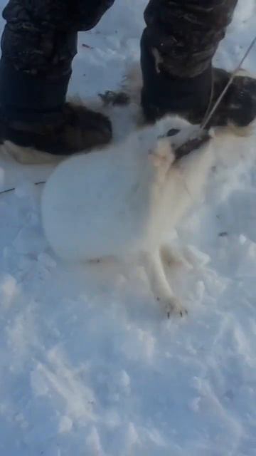 Поймали Песца смотреть онлайн