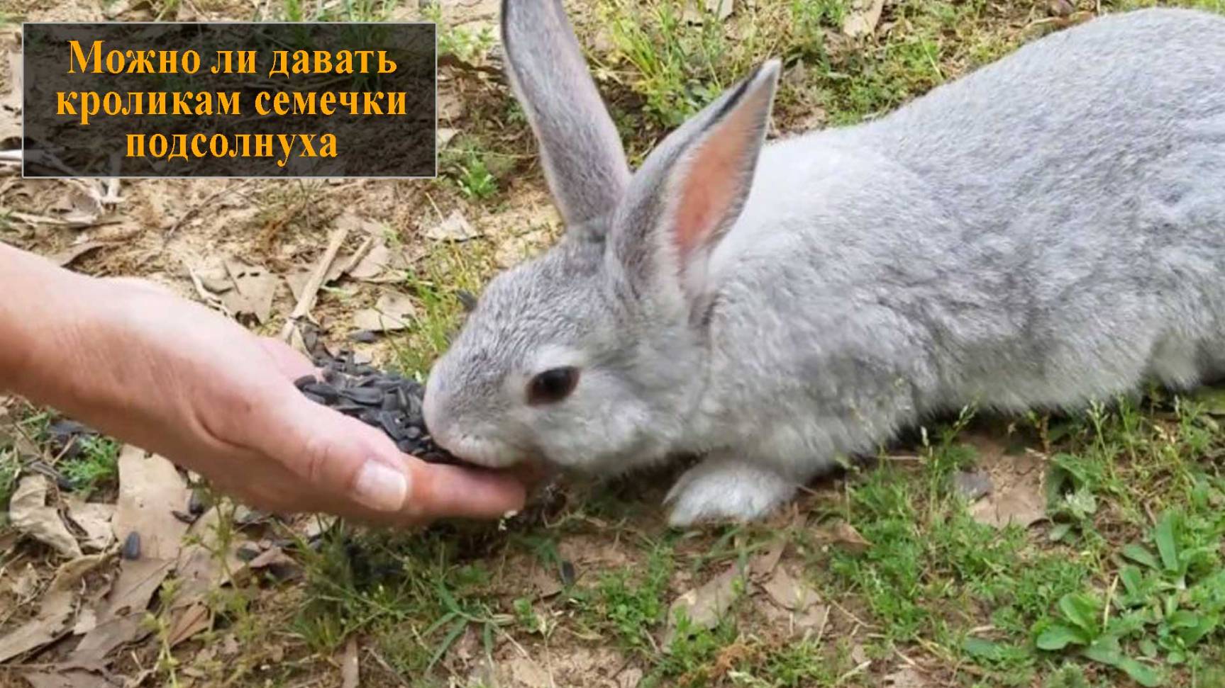 Можно ли давать кроликам семечки подсолнуха