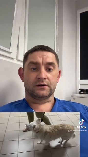 Образование плечевой кости у собаки смотреть онлайн