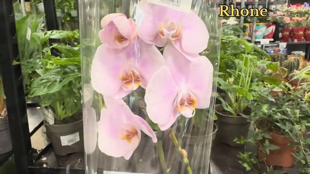💙💛ВЕЛИКИЙ вибір ОРХІДЕЙ💚#phalaenopsis з назвами👍запрошую на Клеманську, 3 смотреть онлайн