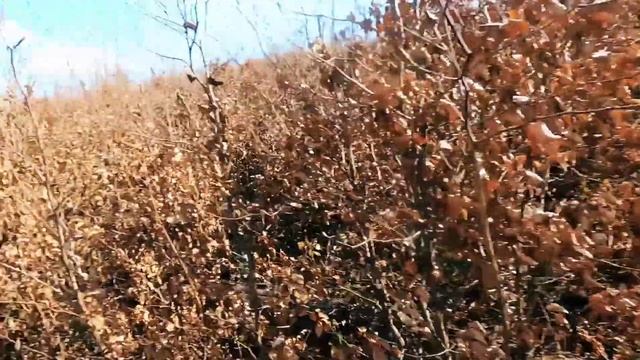 ГОРЫ ВО ДВОРЕ !!! Карпаты. Муравьи брызгают кислотой !!! смотреть онлайн