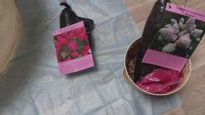 Гортензии из Светофора. Проращивание чубуков винограда.