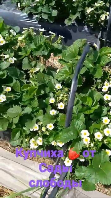 Купчиха🍓10.05.22 смотреть онлайн
