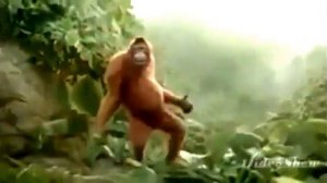 обезьяна танцует)))