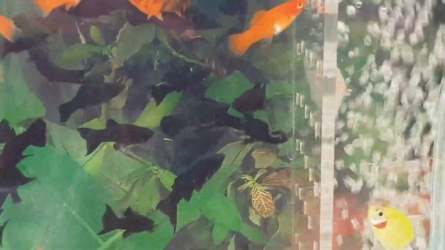 Птичий рынок Армавир.Продажа аквариумных рыбок.Юрий Васильченко первый день на рынке. смотреть онлайн