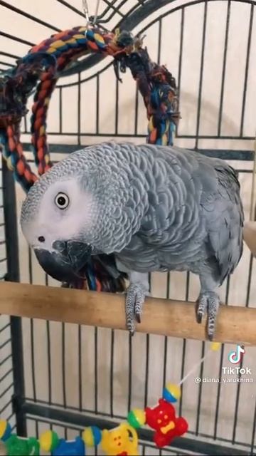 #Shorts Попугай Гриша🐦😀👍 смотреть онлайн
