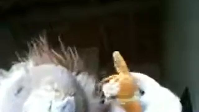 lapin et lion смотреть онлайн