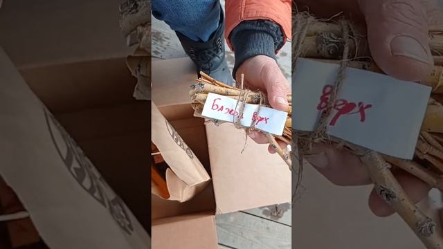 Распаковка посылки с черенками сортовой ивы. смотреть онлайн