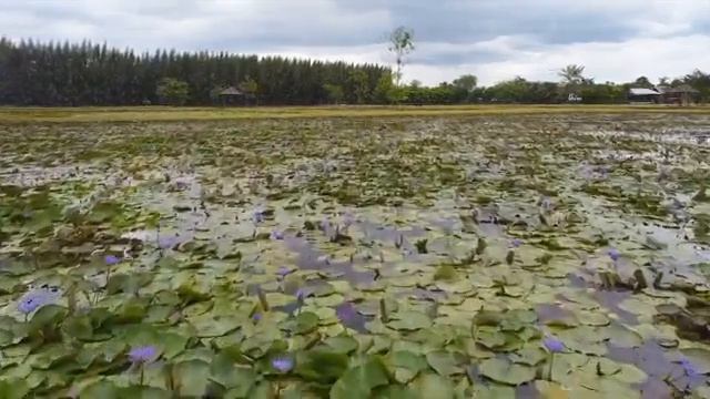 30 MINUTES LOTUS MOVING AND DANCING WITH AMAZING, CALM AND RELAXING😌 MUSIC 🎵🎶🎧🎧🎼🎹 | RELAXATION MUSI смотреть онлайн