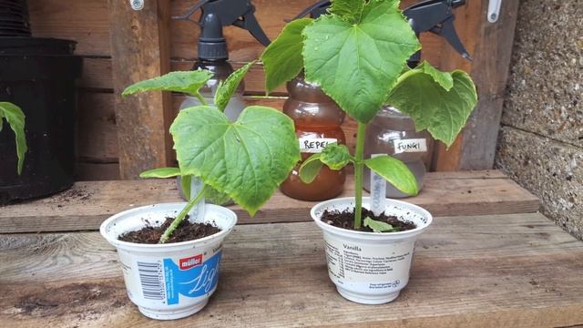 ★ How to: Grow Cucumbers from Seed (A Complete Step by Step Guide) смотреть онлайн