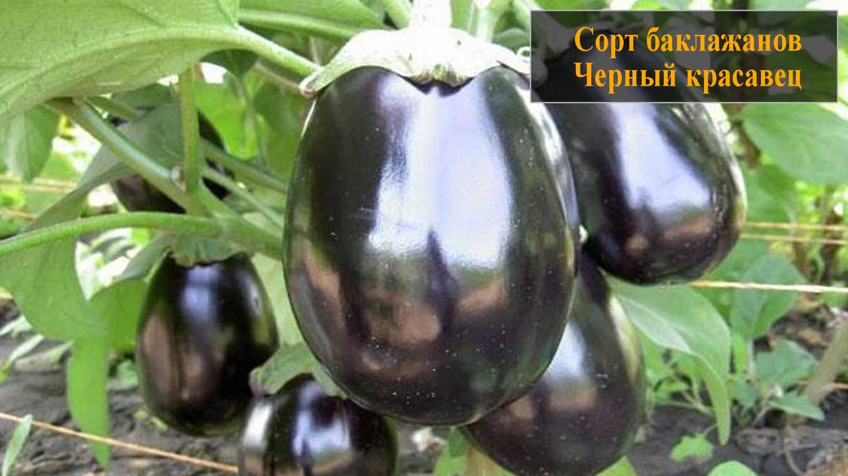 Баклажаны сорта Черный красавец смотреть онлайн