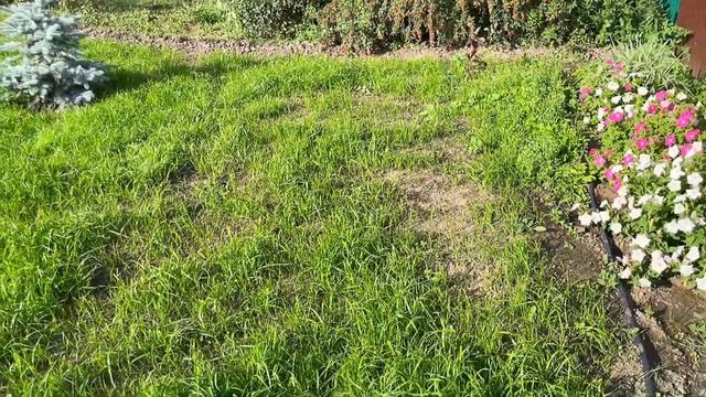 ОСЕННИЕ РАБОТЫ НА УЧАСТКЕ! Садовый ВЛОГ! Готовим грядки, наводим порядок. смотреть онлайн