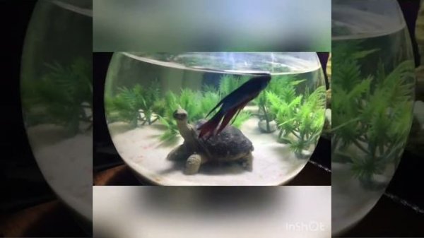 Подводный мир