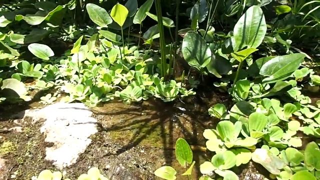 Bali Zoo 2018 biotope Echinodorus смотреть онлайн