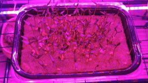 Проросли перцы под фитолампой! Как ухаживать за перцами