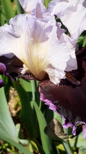 ирис ENJOY THE PARTY смотреть онлайн