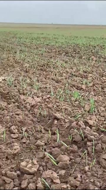 Ячмень сорт Прерия, крайние поля 22 апреля сев, осмотр от 29 апреля смотреть онлайн