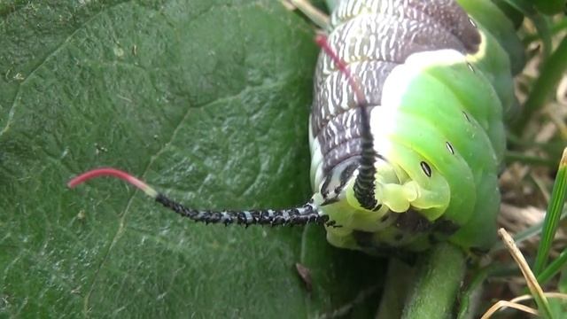 Alien Caterpillar - Puss moth (Cerura vinula) смотреть онлайн