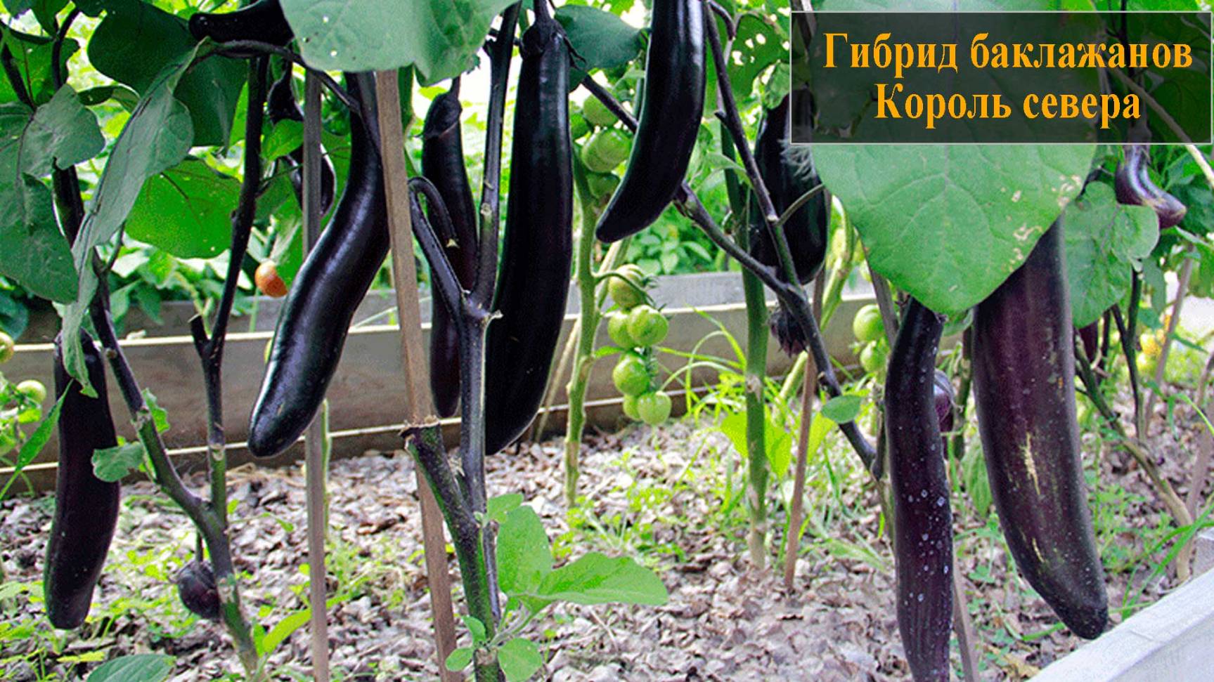 Баклажан Король Севера смотреть онлайн