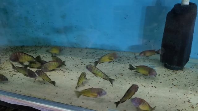 Tropheus Ilangi смотреть онлайн