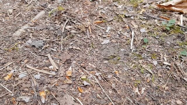 Lasius fuliginosus im Wald смотреть онлайн