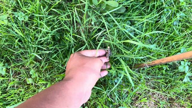 Quick Garden VLOG | Planting Hosta, Herbs And Morning Glory
