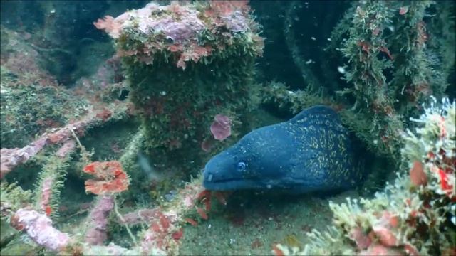 Moreia de Sesimbra смотреть онлайн
