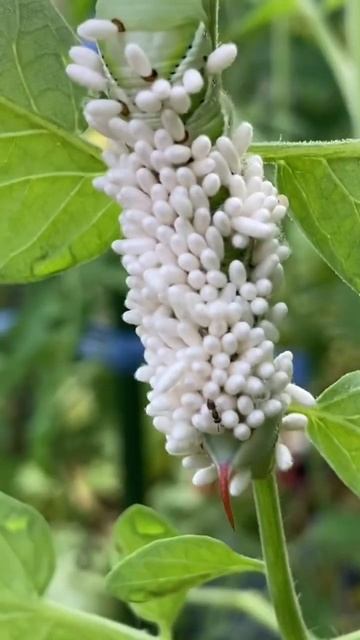 Braconid Wasps Kill Tomato Hornworms смотреть онлайн