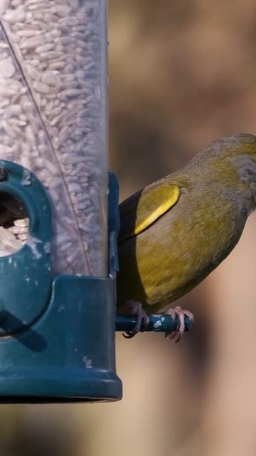bird sound in forest 38058 - Relaxing & Healing & Interesting смотреть онлайн