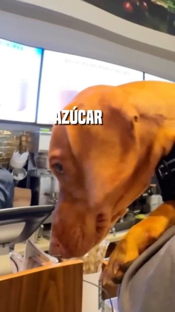 Pedí un café con JAMONCITOOO 🤤🐶💙 смотреть онлайн