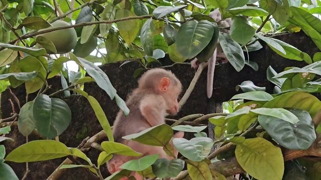 Poor Monkey Luci, Please Come Back To Me
