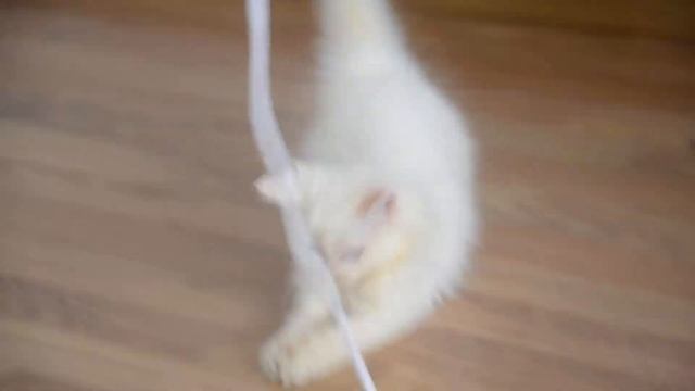 kitten / котенок 9 смотреть онлайн