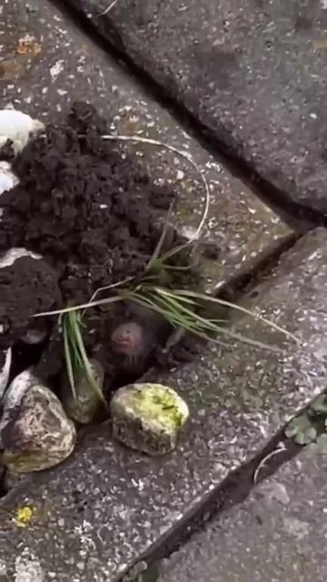 krt kurva смотреть онлайн