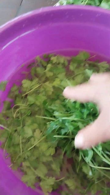 заготовка петрушки на зиму смотреть онлайн