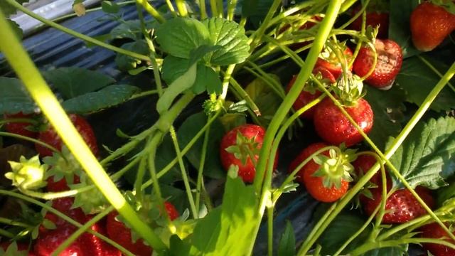 Альба на массе смотреть онлайн