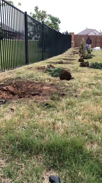 Helping A Customer Replant A Row Of Leyland Cypress Trees That Were Planted Improperly In Buda, Tx. смотреть онлайн
