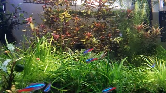 Pearling plafoniera LED DIY смотреть онлайн