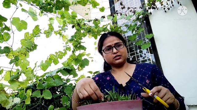 Rain Lily pr phool nhi aa rahe h?best way to get more flowers on your rain Lily 🤷♀️ смотреть онлайн