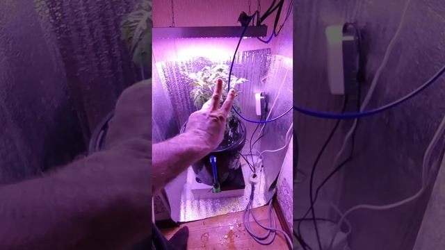Световой ожог растений от светодиодной лампы смотреть онлайн