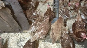 Цыплята или молодки что лучше