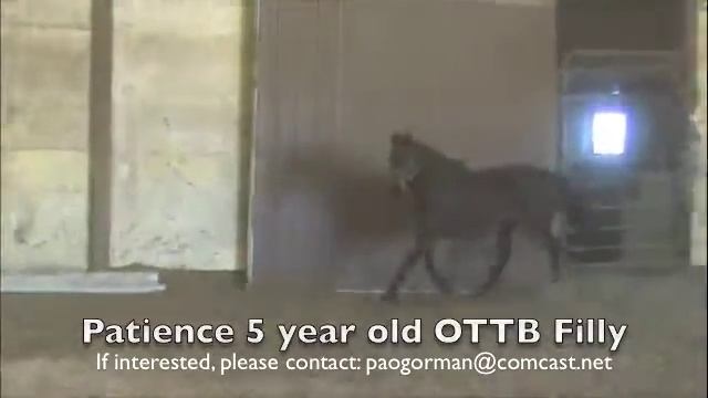 For Sale: Patience - 5 year old OTTB Filly смотреть онлайн