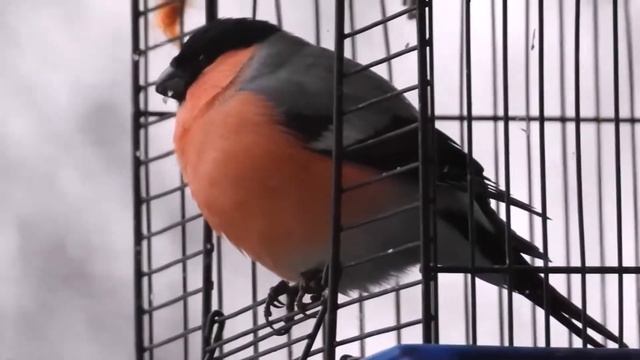 Снег и снегири смотреть онлайн