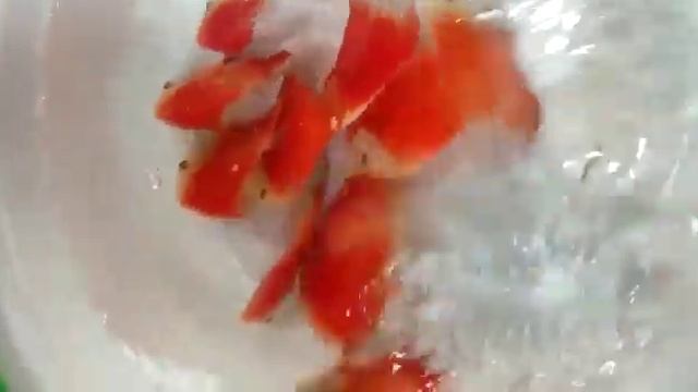 Discus Red Melon 3" смотреть онлайн